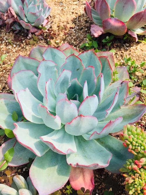 多肉叶子发黄怎么办，多肉叶子发黄怎么办小妙招-第2张图片-优品飞百科