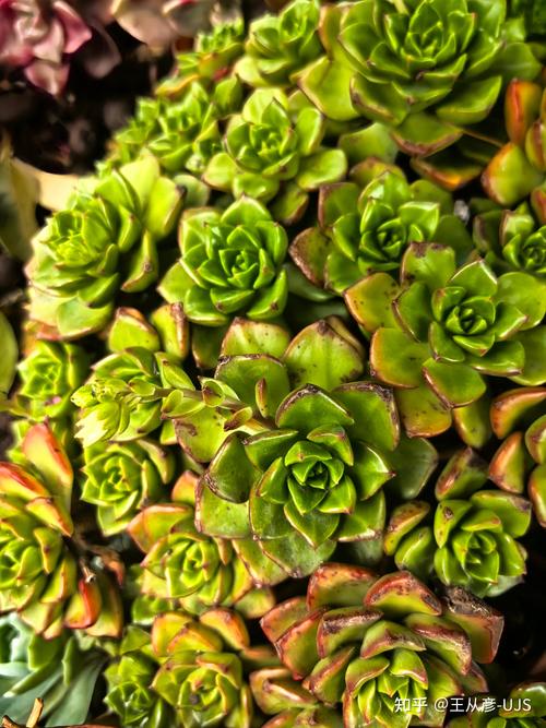 多肉叶子发黄怎么办，多肉叶子发黄怎么办小妙招-第3张图片-优品飞百科