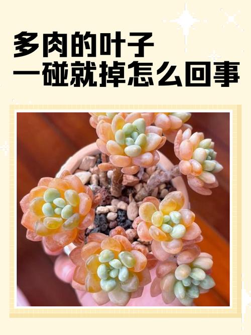 多肉叶子发黄怎么办，多肉叶子发黄怎么办小妙招-第4张图片-优品飞百科