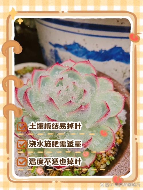 多肉叶子发黄怎么办，多肉叶子发黄怎么办小妙招-第5张图片-优品飞百科