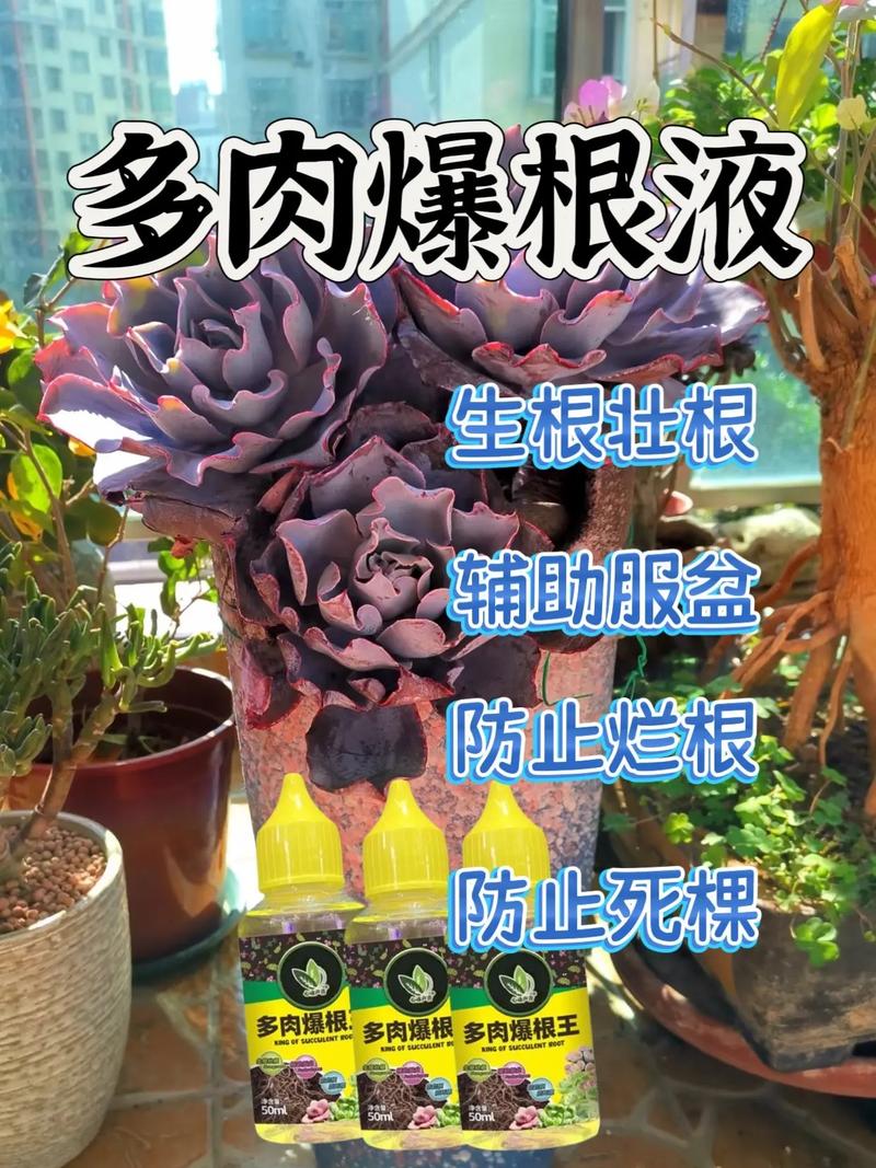 多肉叶子发黄怎么办，多肉叶子发黄怎么办小妙招-第6张图片-优品飞百科