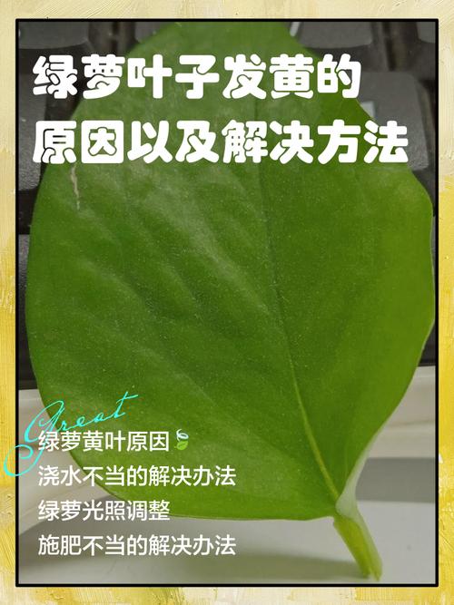 绿萝为什么黄叶枯萎，绿萝黄叶枯萎是什么原因-第2张图片-优品飞百科