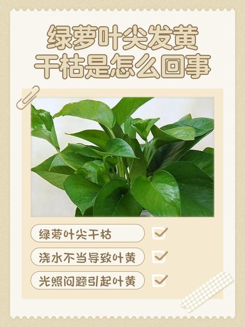 绿萝为什么黄叶枯萎，绿萝黄叶枯萎是什么原因-第3张图片-优品飞百科