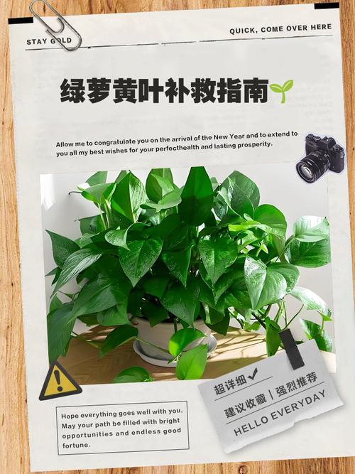 绿萝为什么黄叶枯萎，绿萝黄叶枯萎是什么原因-第4张图片-优品飞百科