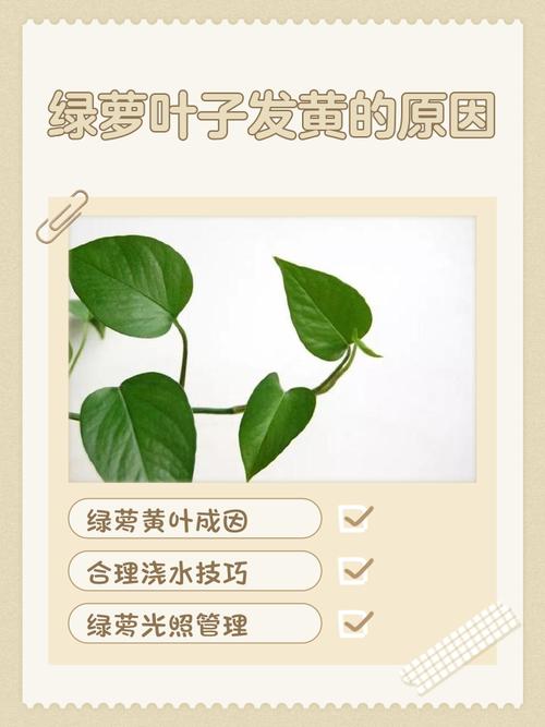 绿萝为什么黄叶枯萎，绿萝黄叶枯萎是什么原因-第5张图片-优品飞百科