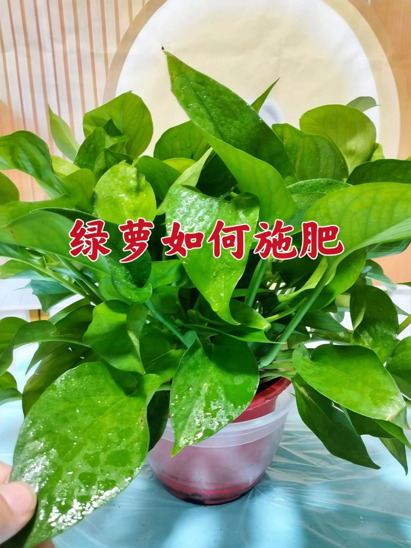 绿萝为什么黄叶枯萎，绿萝黄叶枯萎是什么原因-第6张图片-优品飞百科