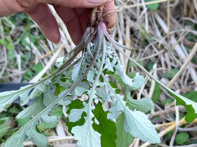 泥胡菜的养殖方法，泥胡菜百度百科-第1张图片-优品飞百科