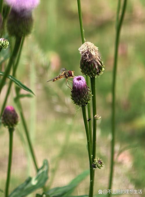 泥胡菜的养殖方法，泥胡菜百度百科-第2张图片-优品飞百科