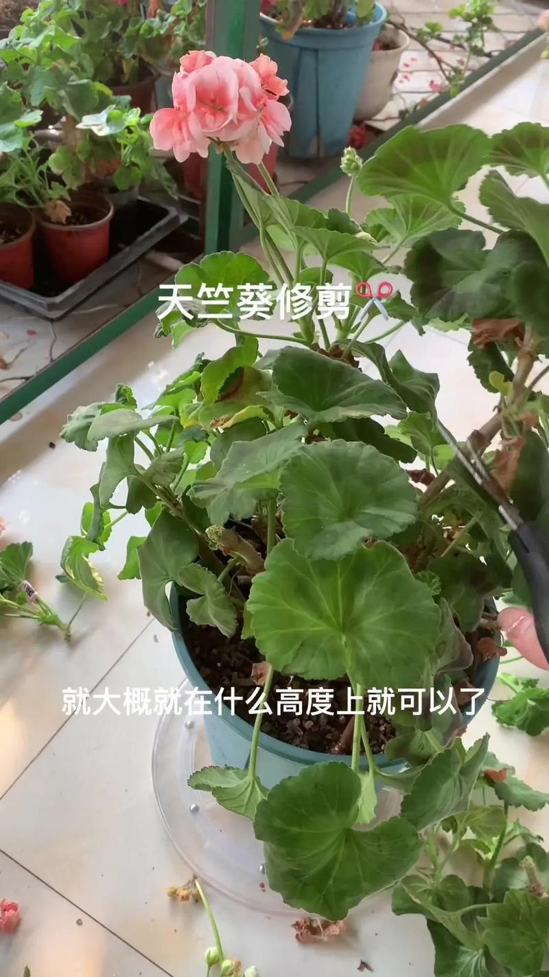 天竺葵开花后怎么修剪，天竺葵开花后怎么修剪视频