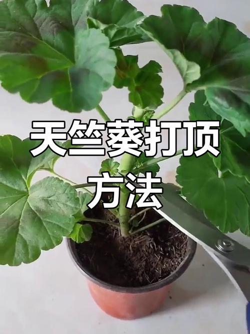 天竺葵开花后怎么修剪，天竺葵开花后怎么修剪视频-第2张图片-优品飞百科