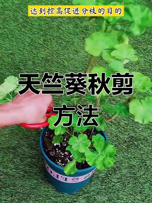 天竺葵开花后怎么修剪，天竺葵开花后怎么修剪视频-第4张图片-优品飞百科