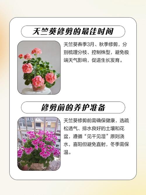 天竺葵开花后怎么修剪，天竺葵开花后怎么修剪视频-第5张图片-优品飞百科