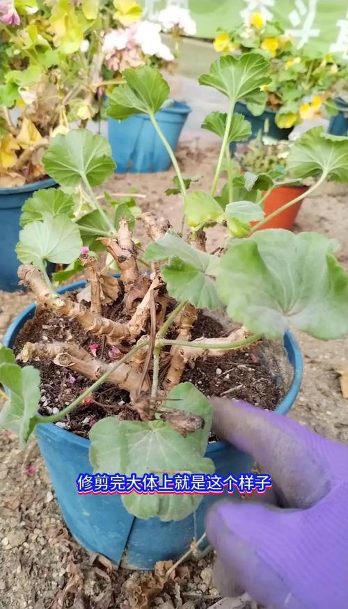 天竺葵开花后怎么修剪，天竺葵开花后怎么修剪视频-第6张图片-优品飞百科