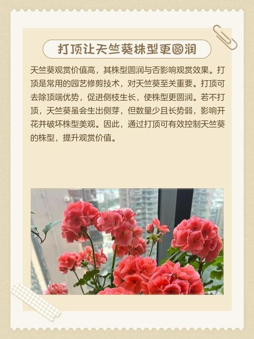 天竺葵开花后怎么修剪，天竺葵开花后怎么修剪视频-第7张图片-优品飞百科