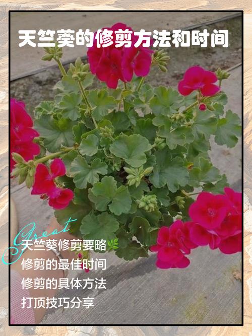 天竺葵开花后怎么修剪，天竺葵开花后怎么修剪视频-第8张图片-优品飞百科