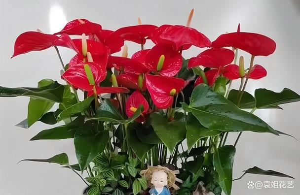 红掌怎么施肥，红掌喜欢什么肥料比较好？-第3张图片-优品飞百科