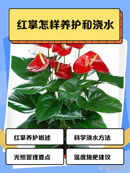 红掌怎么施肥，红掌喜欢什么肥料比较好？-第4张图片-优品飞百科