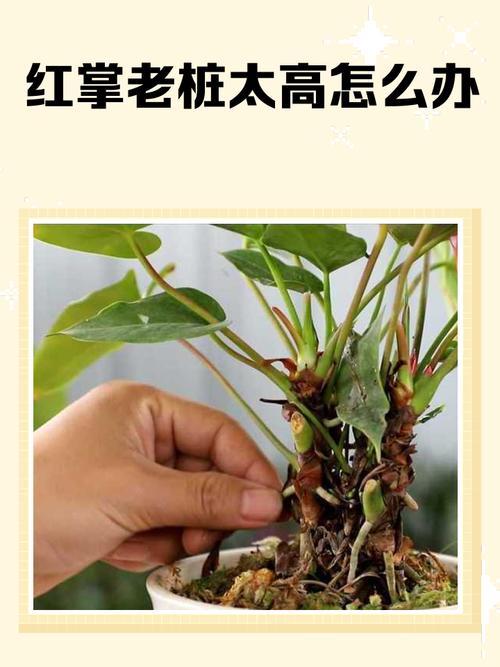 红掌怎么施肥，红掌喜欢什么肥料比较好？-第5张图片-优品飞百科