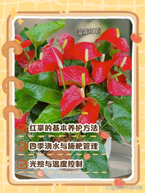 红掌怎么施肥，红掌喜欢什么肥料比较好？-第6张图片-优品飞百科