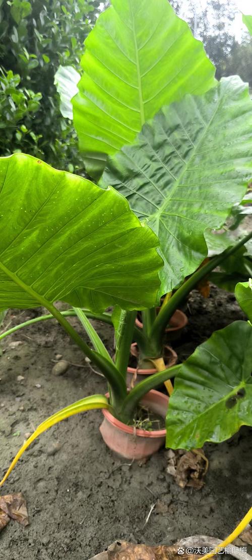 海芋和滴水观音的区别，滴水观音图片？海芋滴水观音有毒吗？