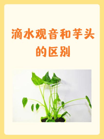 海芋和滴水观音的区别,滴水观音图片?海芋滴水观音有毒吗?-第2张图片-优品飞百科 海芋和滴水观音的区别,滴水观音图片?海芋滴水观音有毒吗?-第2张图片-优品飞百科