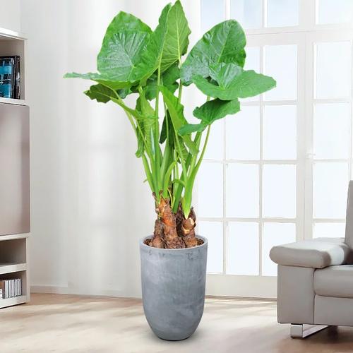 海芋和滴水观音的区别,滴水观音图片?海芋滴水观音有毒吗?-第3张图片-优品飞百科 海芋和滴水观音的区别,滴水观音图片?海芋滴水观音有毒吗?-第3张图片-优品飞百科