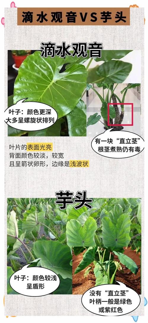 海芋和滴水观音的区别,滴水观音图片?海芋滴水观音有毒吗?-第4张图片-优品飞百科 海芋和滴水观音的区别,滴水观音图片?海芋滴水观音有毒吗?-第4张图片-优品飞百科