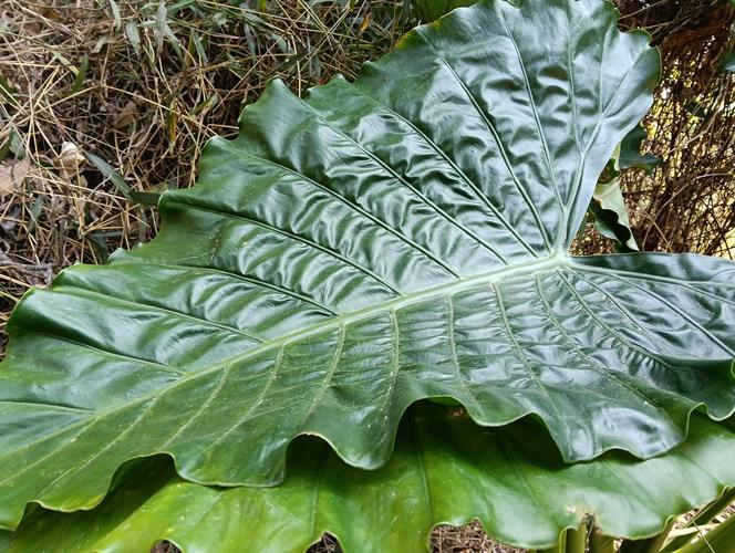 海芋和滴水观音的区别,滴水观音图片?海芋滴水观音有毒吗?-第5张图片-优品飞百科 海芋和滴水观音的区别,滴水观音图片?海芋滴水观音有毒吗?-第5张图片-优品飞百科