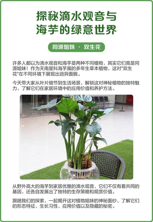 海芋和滴水观音的区别,滴水观音图片?海芋滴水观音有毒吗?-第6张图片-优品飞百科 海芋和滴水观音的区别,滴水观音图片?海芋滴水观音有毒吗?-第6张图片-优品飞百科