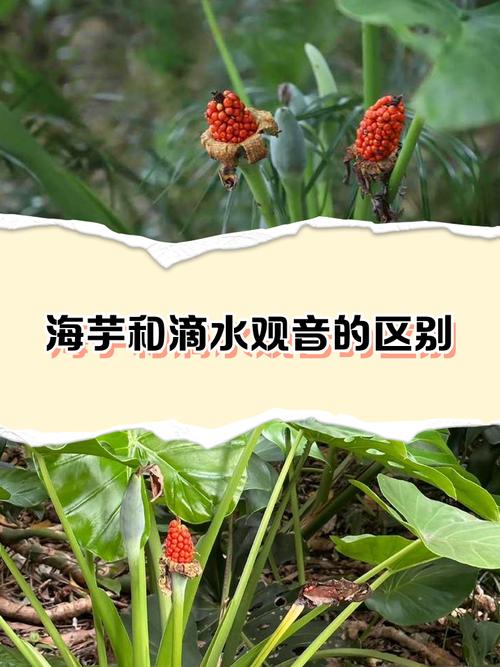 海芋和滴水观音的区别,滴水观音图片?海芋滴水观音有毒吗?-第7张图片-优品飞百科 海芋和滴水观音的区别,滴水观音图片?海芋滴水观音有毒吗?-第7张图片-优品飞百科