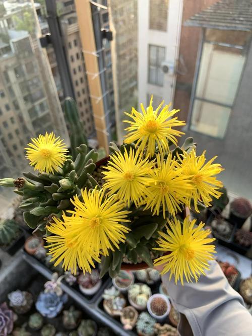 仙人球放阳台什么位置好，仙人球放在阳台东边还是西边？