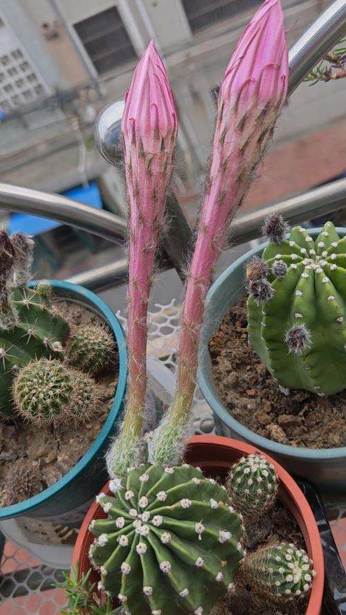 仙人球放阳台什么位置好，仙人球放在阳台东边还是西边？-第2张图片-优品飞百科