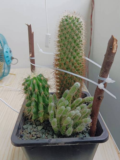 仙人球放阳台什么位置好，仙人球放在阳台东边还是西边？-第3张图片-优品飞百科