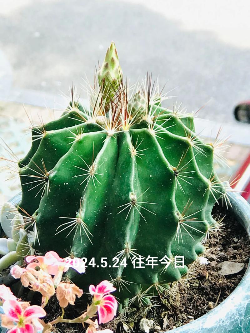 仙人球放阳台什么位置好，仙人球放在阳台东边还是西边？-第4张图片-优品飞百科