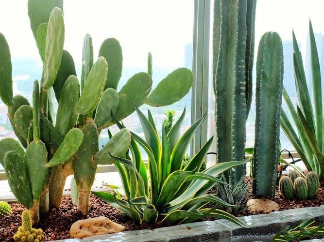 仙人球放阳台什么位置好，仙人球放在阳台东边还是西边？-第5张图片-优品飞百科