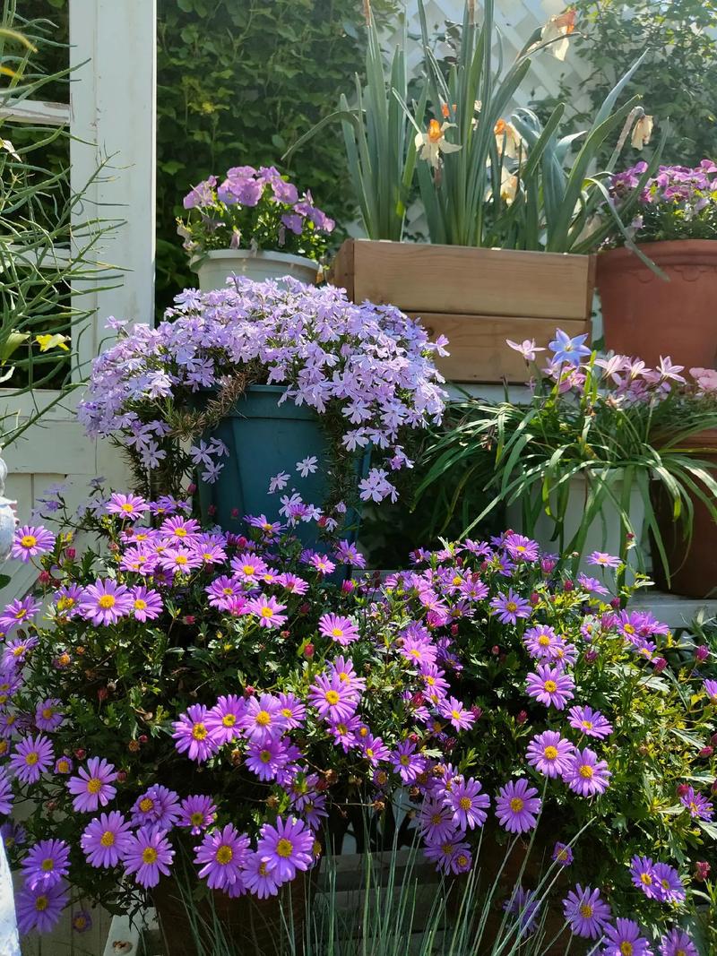 新买的福禄考怎么养，福禄考能自繁殖吗-第1张图片-优品飞百科