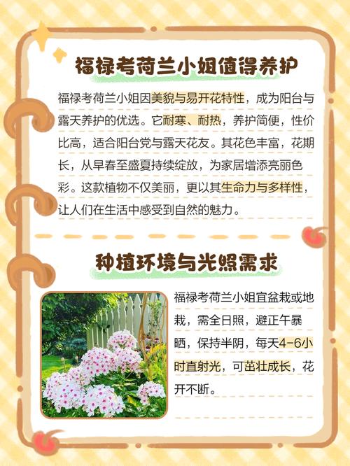 新买的福禄考怎么养，福禄考能自繁殖吗-第2张图片-优品飞百科