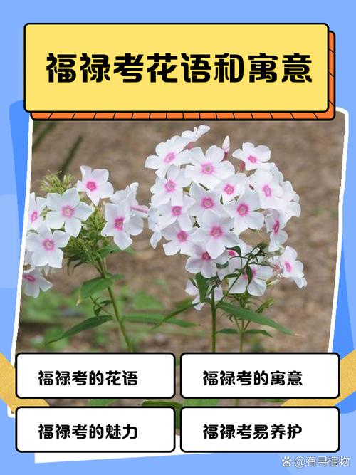 新买的福禄考怎么养，福禄考能自繁殖吗-第3张图片-优品飞百科