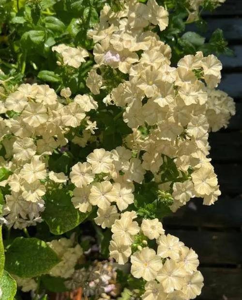 新买的福禄考怎么养，福禄考能自繁殖吗-第4张图片-优品飞百科