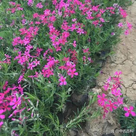 新买的福禄考怎么养，福禄考能自繁殖吗-第5张图片-优品飞百科