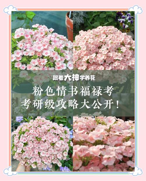 新买的福禄考怎么养，福禄考能自繁殖吗-第6张图片-优品飞百科