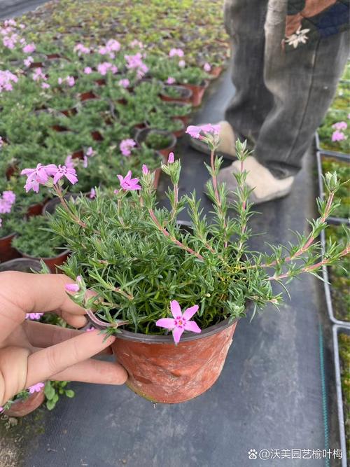 新买的福禄考怎么养，福禄考能自繁殖吗-第7张图片-优品飞百科