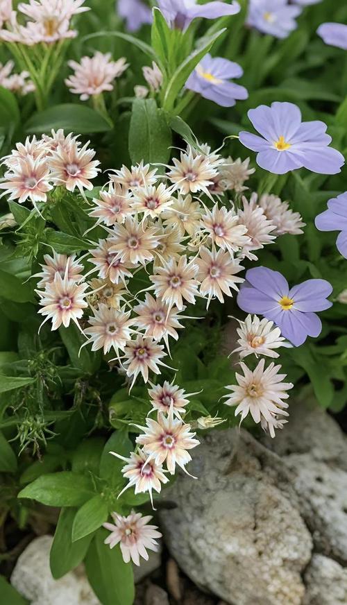 新买的福禄考怎么养，福禄考能自繁殖吗-第8张图片-优品飞百科