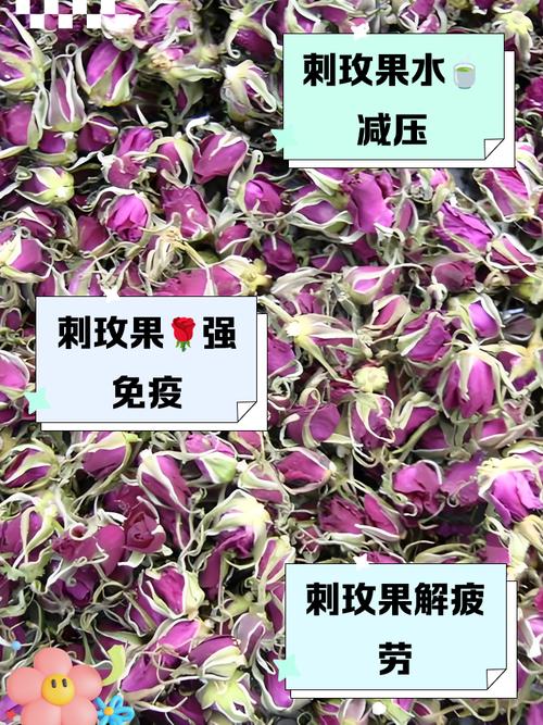 山刺玫的养殖方法及注意事项？山刺玫图片？-第1张图片-优品飞百科