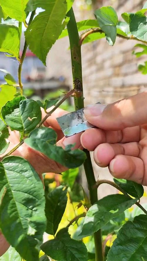 山刺玫的养殖方法及注意事项？山刺玫图片？-第3张图片-优品飞百科