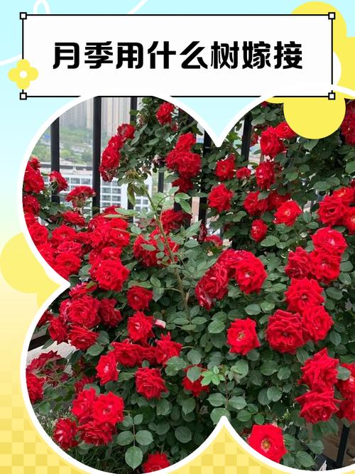 山刺玫的养殖方法及注意事项？山刺玫图片？-第4张图片-优品飞百科