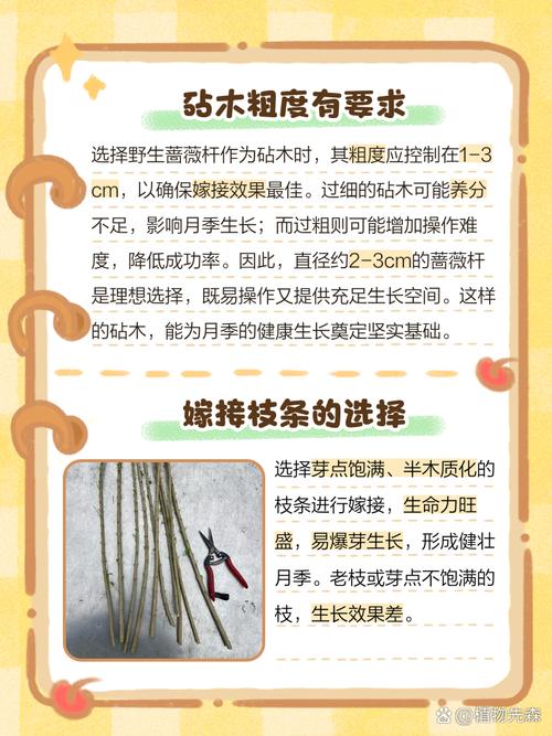 山刺玫的养殖方法及注意事项？山刺玫图片？-第5张图片-优品飞百科