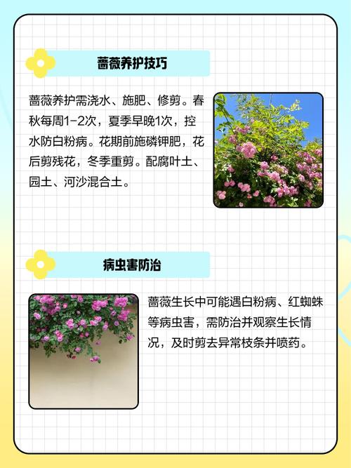 峨眉蔷薇的繁殖方式,峨眉蔷薇果的功效与作用?-第2张图片-优品飞百科 峨眉蔷薇的繁殖方式,峨眉蔷薇果的功效与作用?-第2张图片-优品飞百科