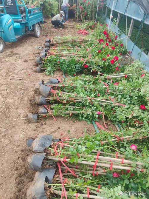 峨眉蔷薇的繁殖方式,峨眉蔷薇果的功效与作用?-第3张图片-优品飞百科 峨眉蔷薇的繁殖方式,峨眉蔷薇果的功效与作用?-第3张图片-优品飞百科