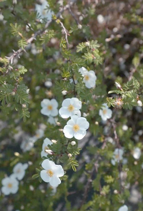 峨眉蔷薇的繁殖方式,峨眉蔷薇果的功效与作用?-第5张图片-优品飞百科 峨眉蔷薇的繁殖方式,峨眉蔷薇果的功效与作用?-第5张图片-优品飞百科